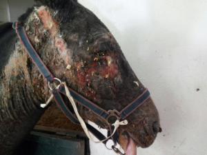 Barn fire burns four-year-old mule.  Over 60% of his body had second and third degree burns.
