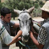 Two handlers witha n adult donkey